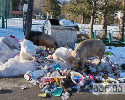 Ნაგვის ურნებს შესეული პირუტყვი ოზურგეთში