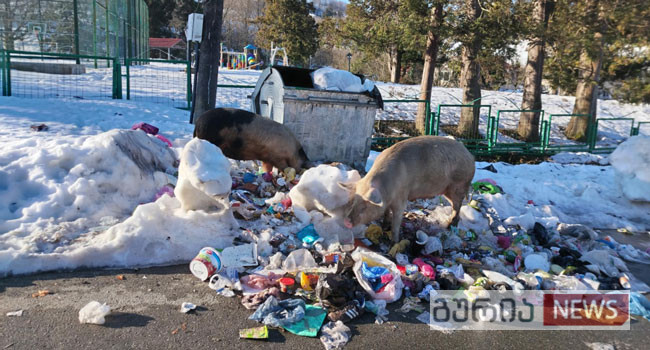 Ნაგვის ურნებს შესეული პირუტყვი ოზურგეთში